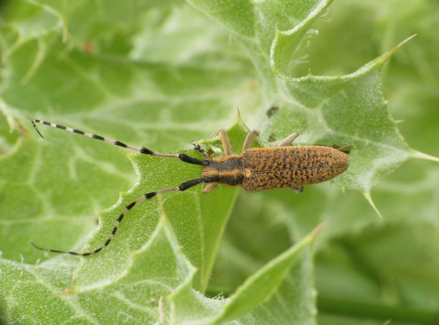 Agapanthia sicula malmerendii con antenna deforme